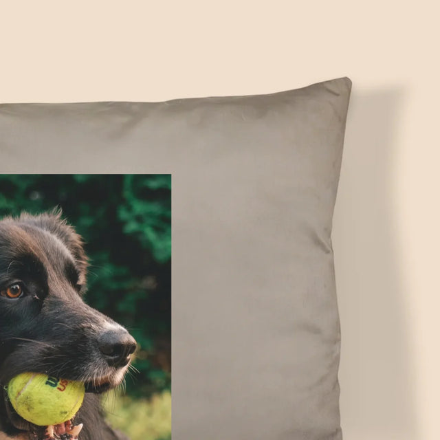 La Photo Et Un Texte: Animal, Définition - Coussin