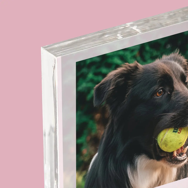 La Photo Et Un Texte: Animal, Définition - Bloc Acrylique