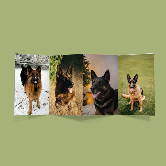 La Photo Et Un Texte: Photo De L'Animal Dans Le Cœur - Gros Harmonica