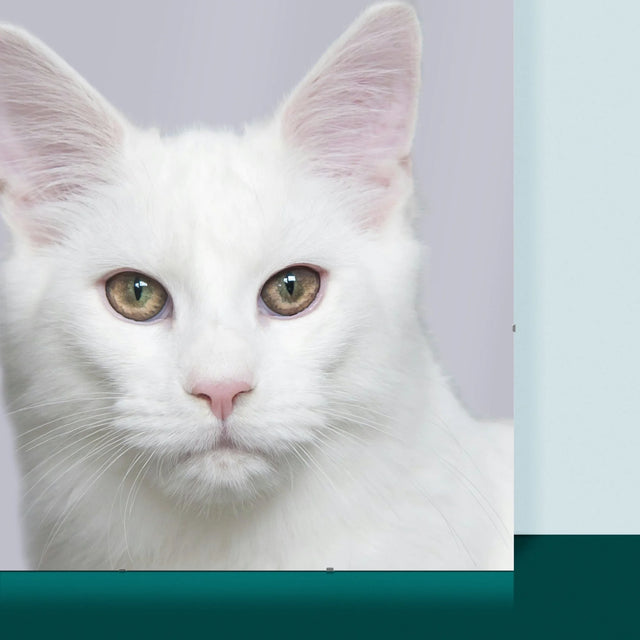 La Photo Et Un Texte: Cette Maison Est Gouvernée Par L'Animal - Affiche