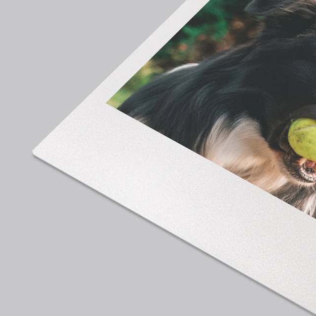 La Photo Et Un Texte: Animal, Définition - Sous-Main Bureau