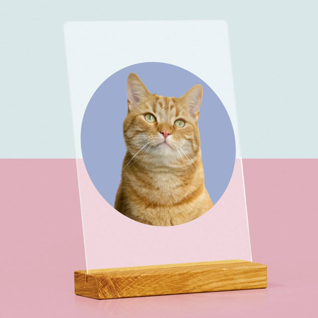 Photo: Ton Chat - Impression Sur Verre Acrylique